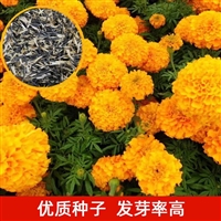 孔雀草种子 混色重瓣花种子 工程园林绿化草花 花期长