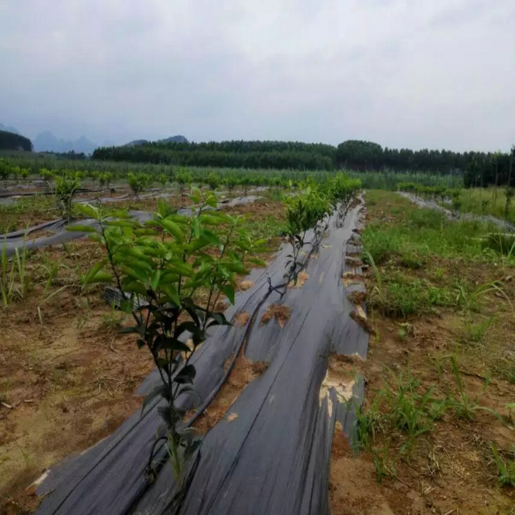 吉林盖草布遮草编织网除草小秘法