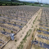 花卉基地 贵州控草布使用几年