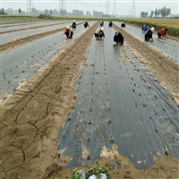 花卉基地 黑龙江遮草布能清除杂草吗