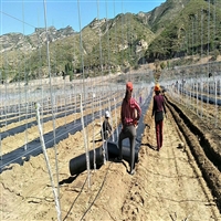 代替除草剂除草 安徽防草布施工方法