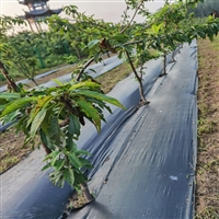 重庆市花椒园防草布除草方法