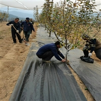 陕西蓝莓园盖草布透气吗