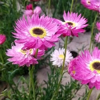 永生菊种子  春秋播种   花型优美 色彩鲜艳  园林绿化景观花卉