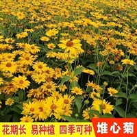 堆心菊 四季易种 多年生花草种子 园林绿化庭院花卉