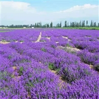 鼠尾草花种子  一串红蓝花易活  多年生宿根耐寒花卉 花海造景