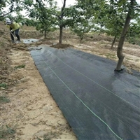 山东打孔防草布生产厂家 苹果树专用1米宽防草布 小苗基地遮草布
