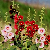 蜀葵花卉种子  一丈红花籽春夏播 庭院耐寒 易种易活阳台盆栽植物