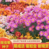 除虫菊种子  多年生宿根花卉 春秋播种 易活庭院盆栽混色