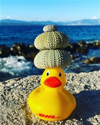 鞍山铁东区DHL快递公司 鞍山铁东区DHL敦豪快递电话   DHL遍布全球