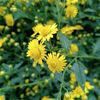 野菊花种子 可泡茶菊花茶籽 四季播种 阳台庭院盆栽多年生花卉植物