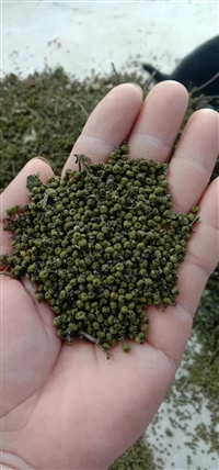 空气能热泵吴茱萸烘干机 节省人工 自动智能运行 设备先进成熟