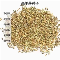 高羊茅草坪草籽批发高羊茅草用途