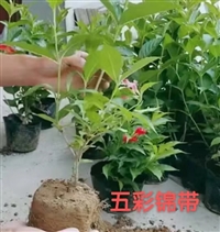 供应锦带花苗子规格齐全