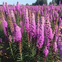 蛇鞭菊种子  草花种子  各种品种齐全  提供种植技术