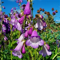 钓钟柳种子 花期长 耐寒花卉植物 花坛庭院花草种籽