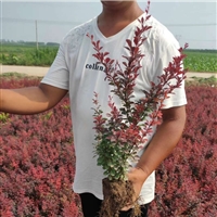 威盾园林/现挖出售40-60cm红叶小檗 紫叶小檗绿化小苗 根系发达 易成活