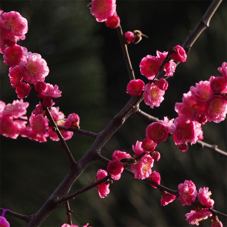 基地现货朱砂梅骨里红红梅 直径7公分8公分绿化工程栽植