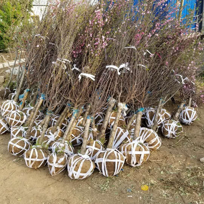 直径9-10公分榆叶梅 种植基地供应高杆品种 庭院小区公园绿化工程苗