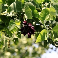 油麻藤种子  当季新采摘种子  质量保证 提供种植技术