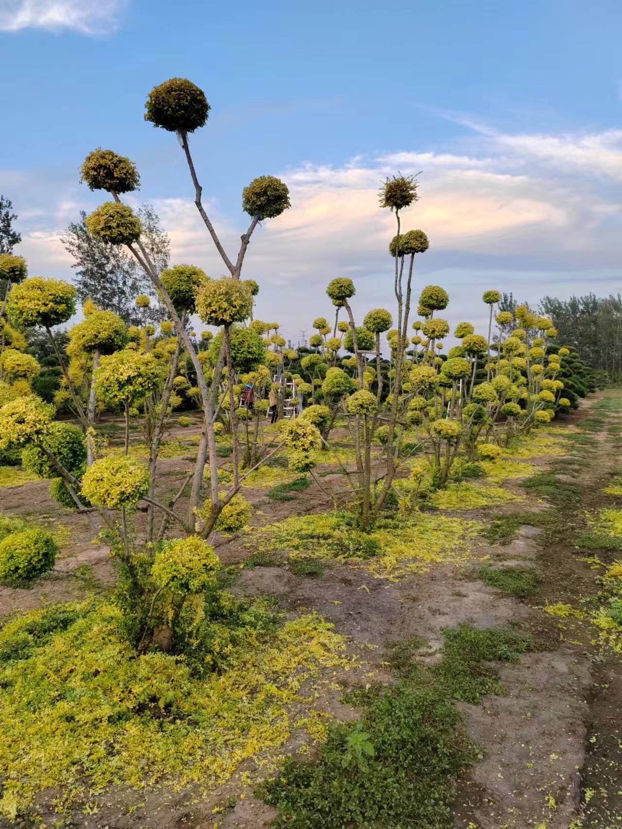 亮晶女贞造型树亮晶女贞造型树寓意