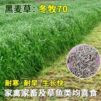 一年生黑麦草种子种植方法 生长速度快产量高