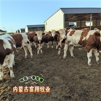 6个月的西门塔尔牛苗 草地牛 改良肉牛犊 提供养殖技术