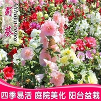 草花种子蜀葵  一丈红种子  多年生宿根花卉  景区园林工程绿化