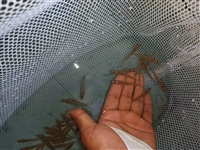 新疆特产梭鲈鱼苗批发 耐运输567公分梭鲈鱼苗 水库放生专用梭鲈鱼苗