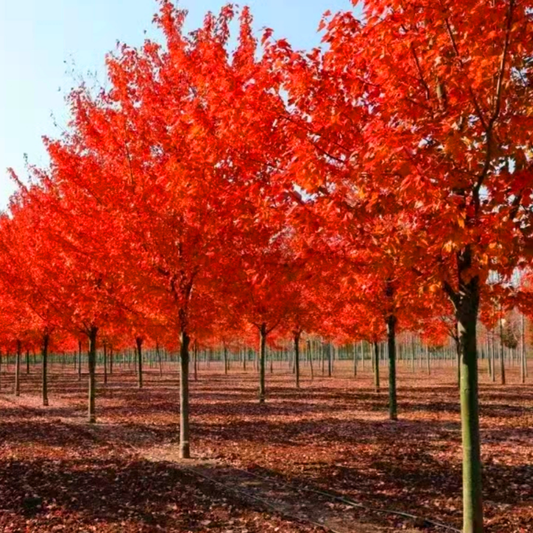 供应绿化风景树美国红枫 西安苗木基地出售美国红枫