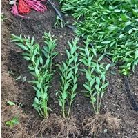 红王子锦带 喜光耐寒耐旱 落叶花灌 适应性强 花色鲜艳绿篱植物