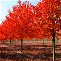 供应绿化风景树美国红枫 西安苗木基地出售美国红枫