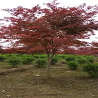 供应绿化苗木日本红枫 西安基地出售三季红枫树