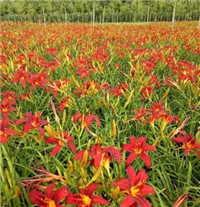 宿根花卉红花萱草苗子适应能力强