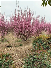 供应绿化苗木榆叶梅 陕西苗木基地出售榆叶梅树