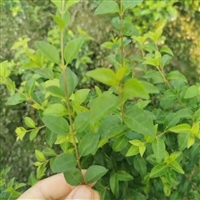 金叶女贞树苗 小叶女贞苗  四季常绿 生长旺盛  花坛 地被绿篱绿化植物