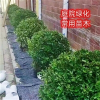 冬青小苗供应  大叶黄杨绿篱 道路种植美化耐寒植物  