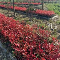 红叶石楠地被苗  观赏性好 易栽培管理  花坛护坡绿化植物