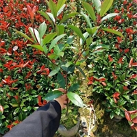 红叶石楠 园林工程绿化苗  喜温暖常绿性   花镜灌丛绿篱 