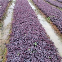 绿化工程苗  红花继木  花镜花坛观赏性种植 栽培管理容易