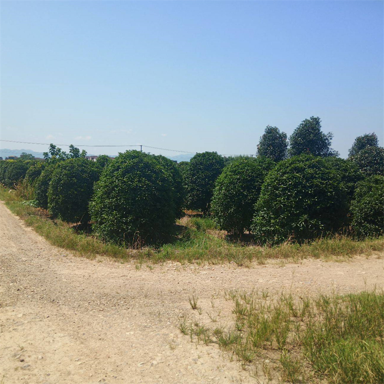 供应地笼桂花 规格齐全 绿化工程苗 园区道路观赏树