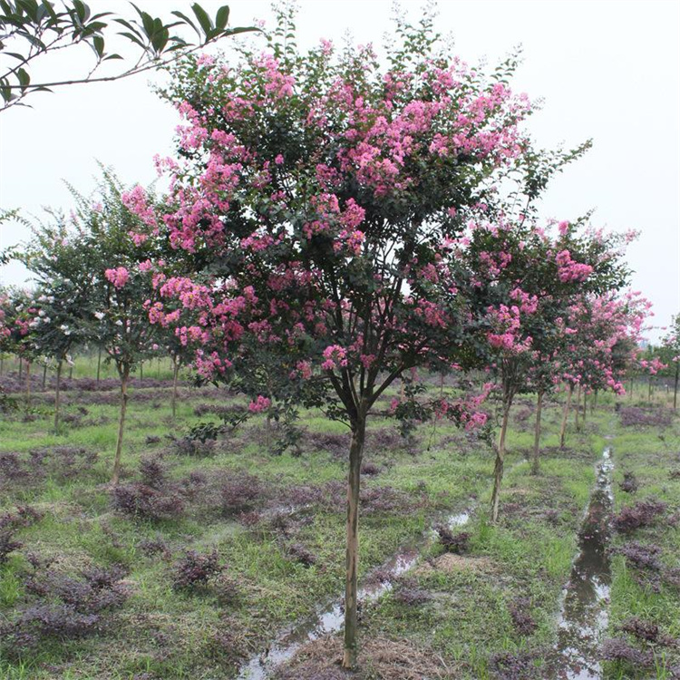 供应陕西绿化苗木紫薇树 西安周至苗圃出售丛生百日红
