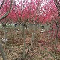 供应西北绿化风景树红叶碧桃 陕西周至苗圃出售红叶碧桃