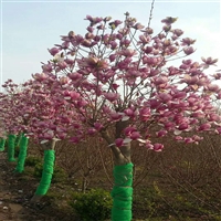 供应西北绿化风景树红白玉兰 陕西周至苗圃出售紫玉兰树