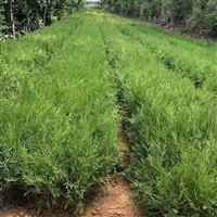 侧柏 侧柏小苗 耐贫瘠 抗旱好管理 抵御风沙  荒山绿化造景  