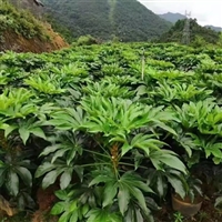 八角金盘小苗  耐寒耐阴  观叶植物 盆栽地栽灌木绿化苗