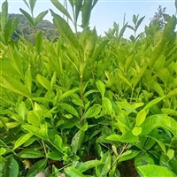 出售栀子花  绿化工程苗  规格齐全  庭院浓香型芳香植物