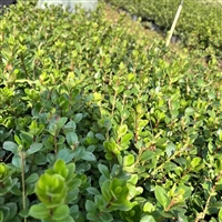 夏鹃小苗 工程绿化观花植物  批发小苗 常绿灌木