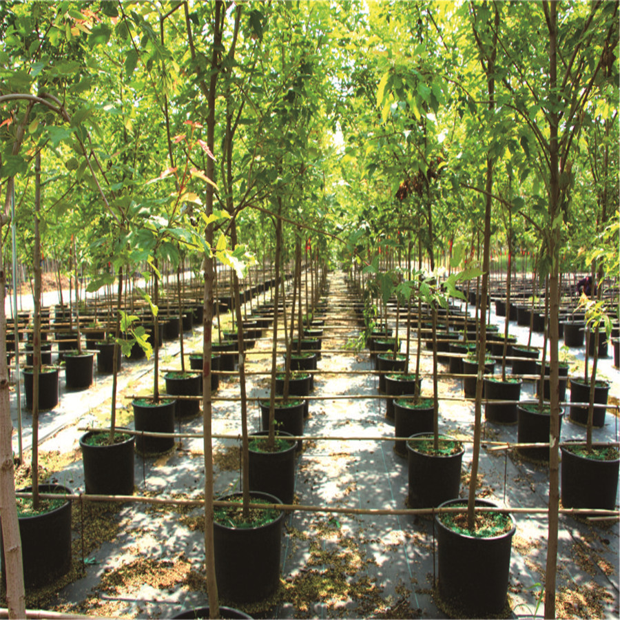 基地出售 槭树系列 茶条槭 火焰阿穆尔 园林景观树 观赏型枫树