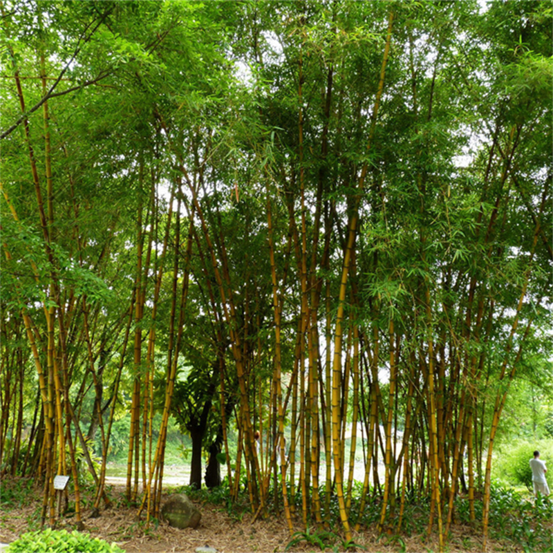 批发黄金间碧玉竹 景区园林观赏行道绿化庭荫种植市政路边观赏绿化